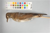 藏品(白腹鶇)的圖片